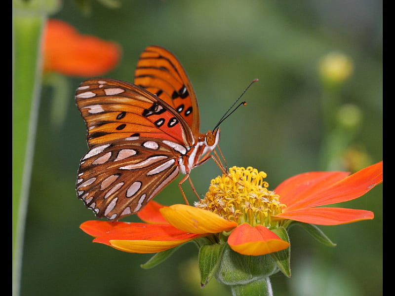 Gulf fritillary butterfly., flower, insect, wing, butterfly, HD wallpaper