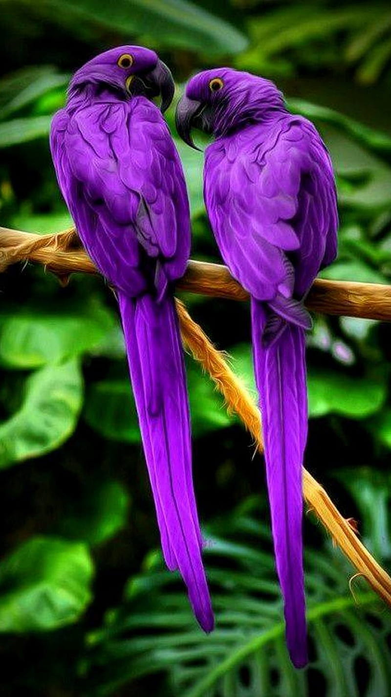 Download Parrots wallpapers for mobile phone free Parrots HD pictures