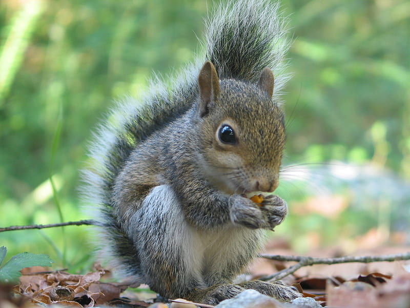 Squirrel Nutty, tree, nut, squirrel, nutty, HD wallpaper