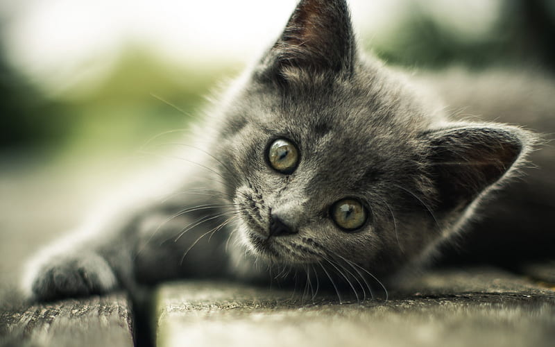 British Shorthair, muzzle, kitten, gray cat, cute animals, pets, cats, British Shorthair Cat, domestic cat, HD wallpaper