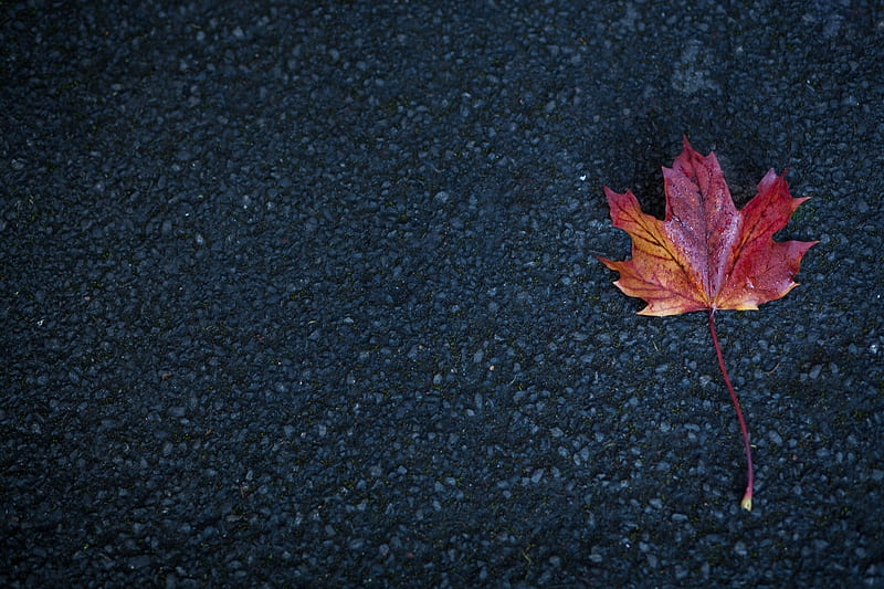 Leaf Autumn , leaf, nature, autumn, HD wallpaper
