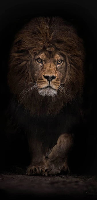 Top 21 Best Lion iPhone Wallpapers Download