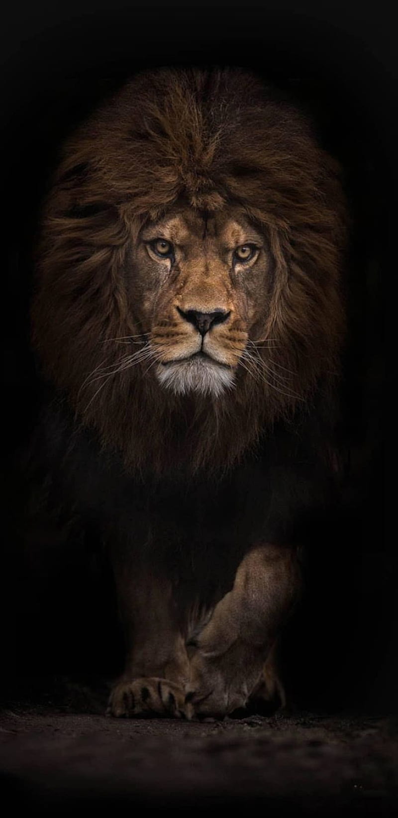 Lion, king, land, lions, black, fearless, HD phone wallpaper