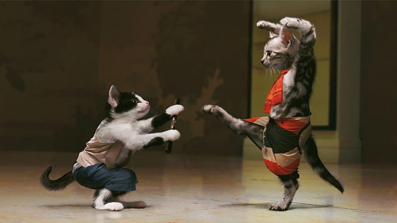 Funny Cats Background Fight Face Expression Funny Cat, HD wallpaper