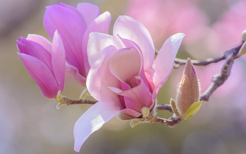Magnolias, flor, magnolia, primavera, rosa, Fondo de pantalla HD | Peakpx