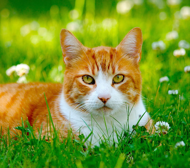 Cat, grass, HD wallpaper | Peakpx