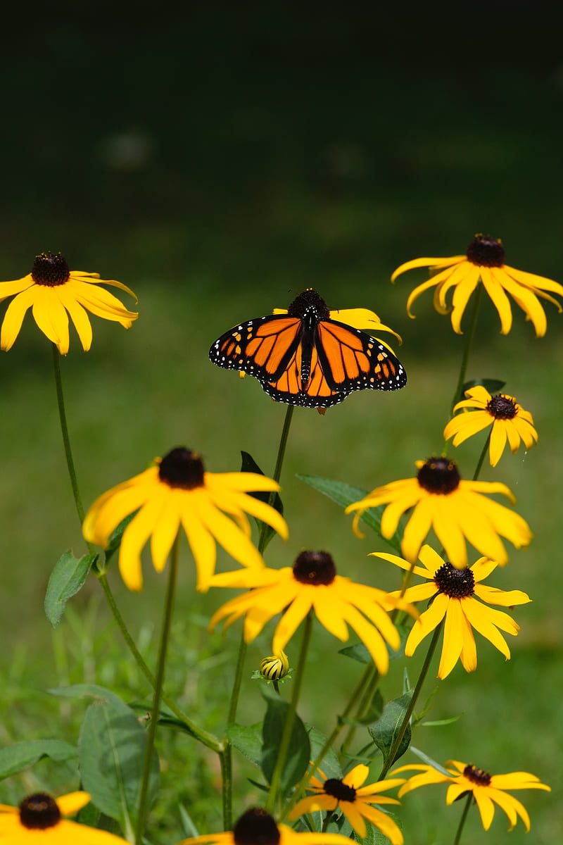 monarch, butterfly, rudbeckia, flowers, macro, yellow, HD phone wallpaper