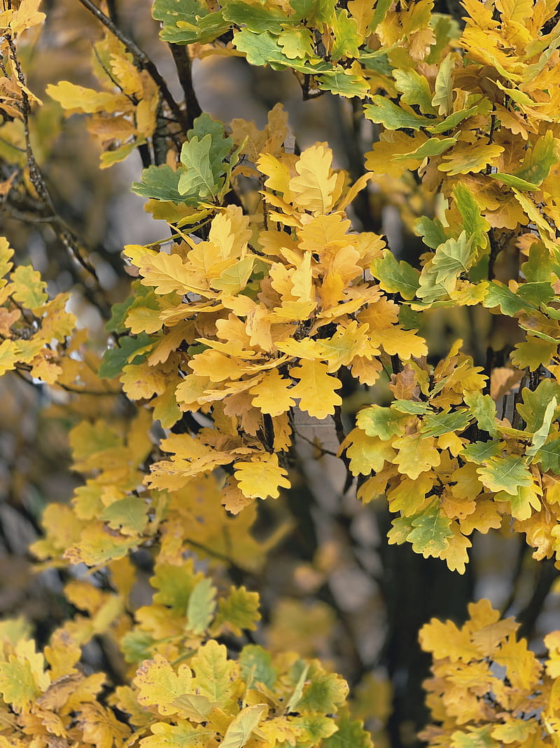 4K free download | tree with yellow and green leaves, HD phone