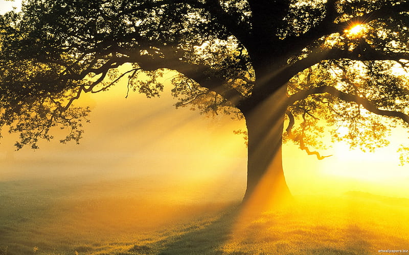 Magical sunshine, tree, sun, nature, sunshine, light, HD wallpaper | Peakpx