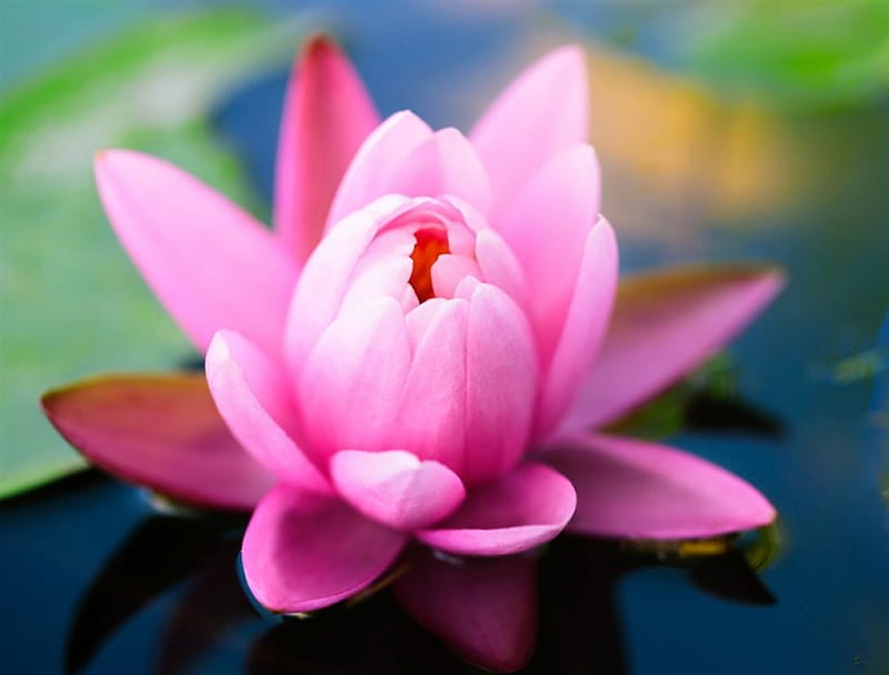 Pink water lily, water, lotus, flower, lily, pink, HD wallpaper