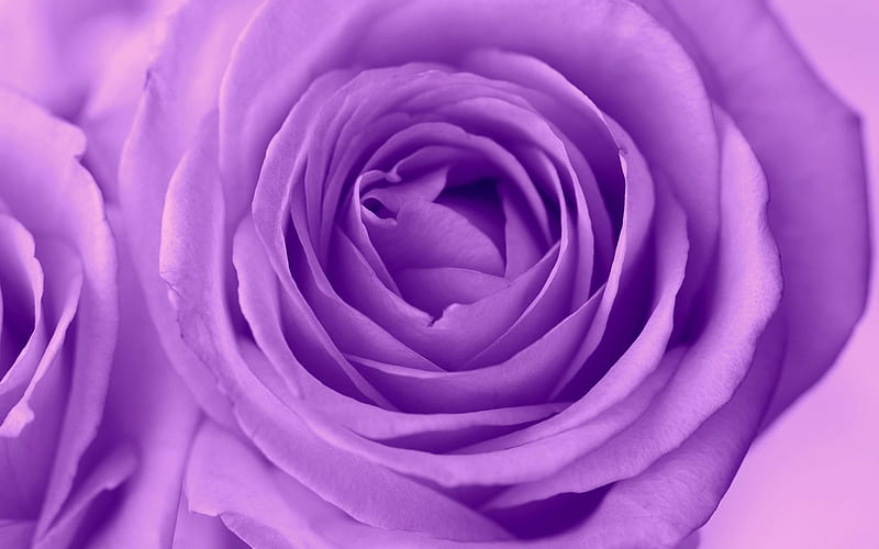 purple rose, rose bud, purple flower, rose, HD wallpaper