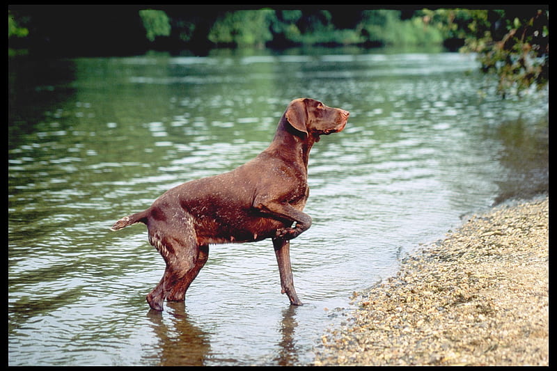 German Shorthaired Pointer fdh, fxghf, HD wallpaper