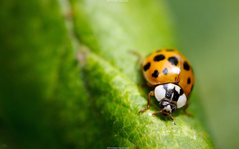Spring Lady Bug, insect, nature, spring, lady bug, leaf, HD wallpaper