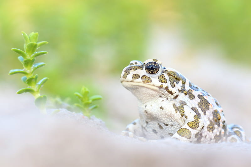Animal, Toad, Amphibian, Wildlife, HD wallpaper