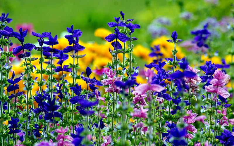 Flowers Meadow, Purple, Flowers, Meadow, Nature, Yellow, HD wallpaper