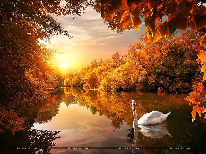 Autumn, Lake, Swam, Trees, HD wallpaper