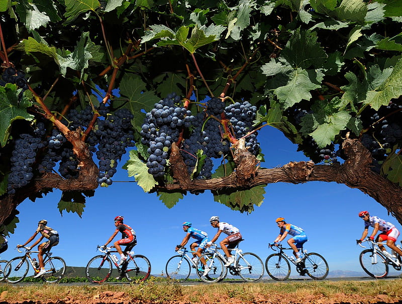 Tour, grapes, biking, bike, spain, HD wallpaper