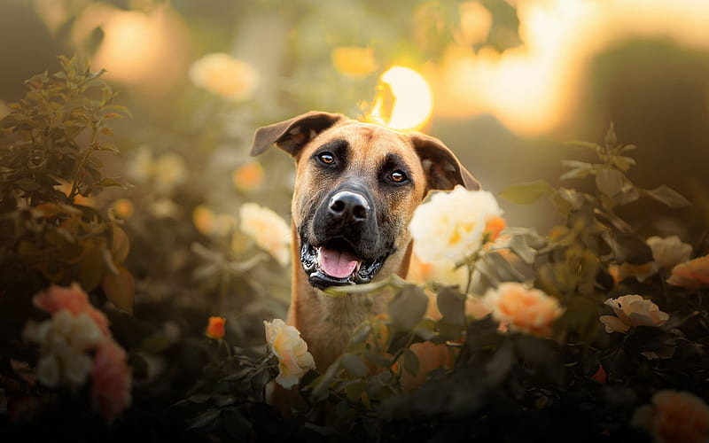 Black Mouth Cur, brown dog, cute animals, dog with flowers, Yellow Black Mouth, HD wallpaper