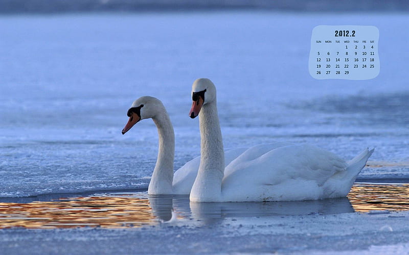 Swans-February 2012 calendar themes, HD wallpaper