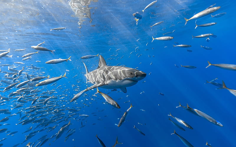 shark, underwater, sea, fish, wildlife, predators, HD wallpaper