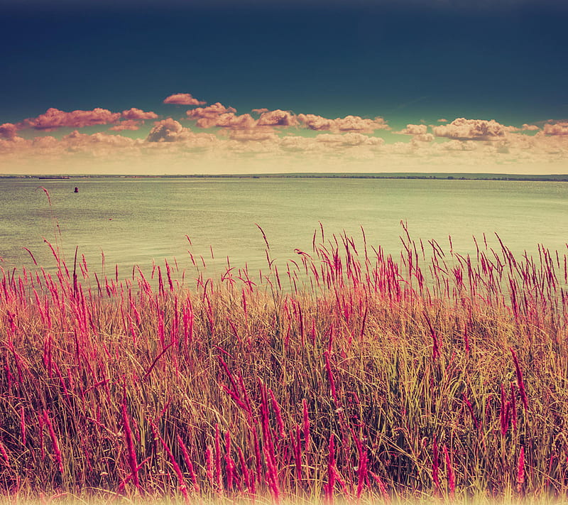 Pink Nature , 2014, amazing, bonito, landscape, new, HD wallpaper