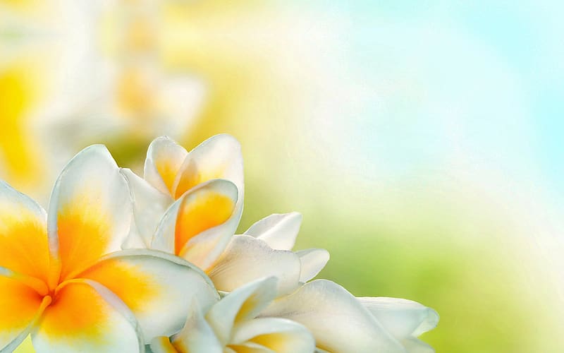 Flowers, Flower, , Spring, Petal, White Flower, Frangipani, HD wallpaper
