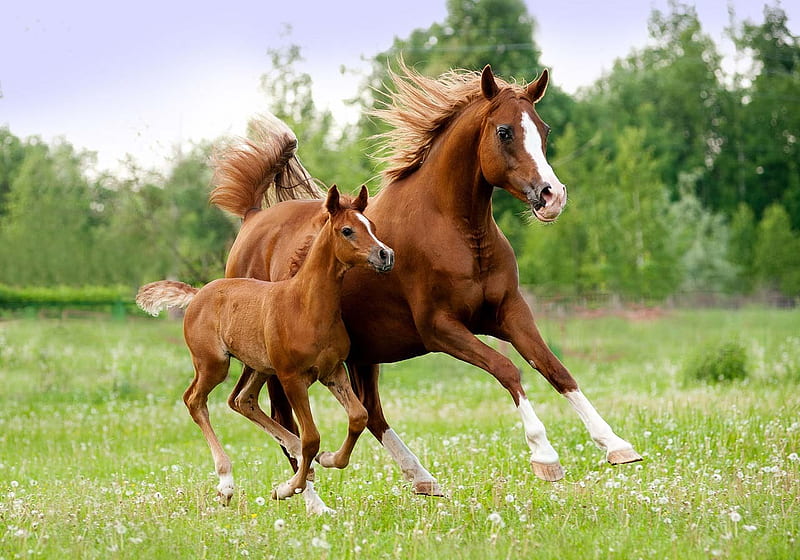 Fast As The Wind Horses Fast Wind Animals HD Wallpaper Peakpx fast-as-the-wind-horses-fast-wind-animals-hd-wallpaper-peakpx