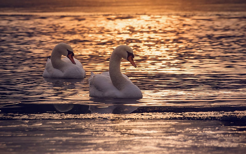 sunset, swans, lake, waves, white swans, HD wallpaper