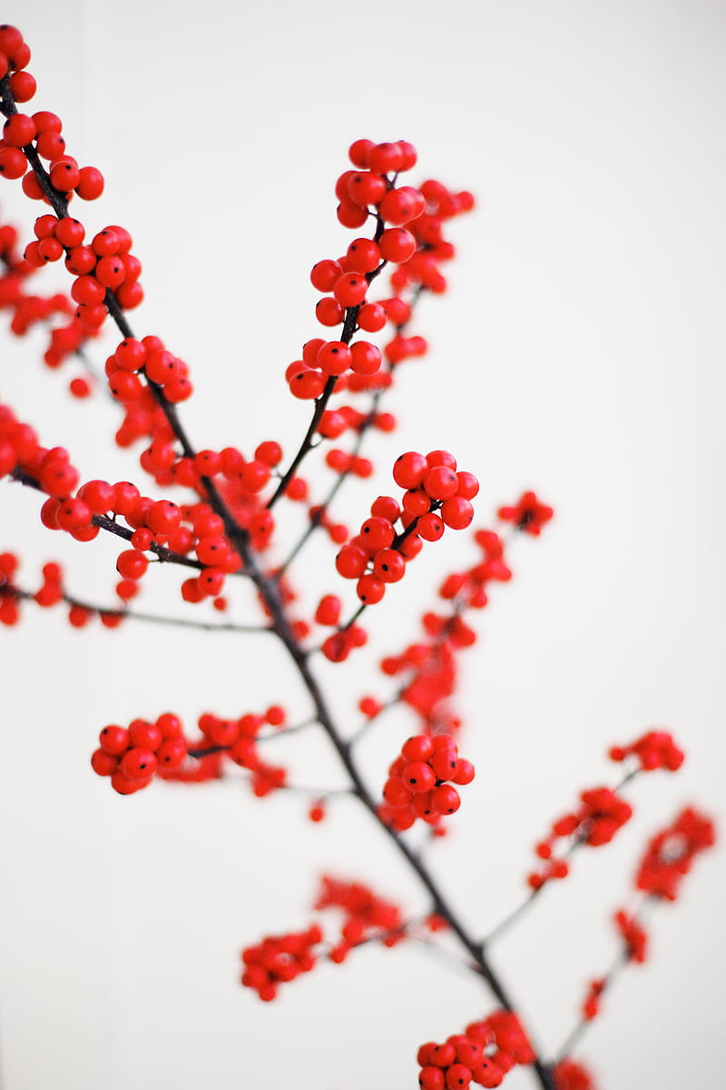 macro shot graphy of red fruits, HD phone wallpaper