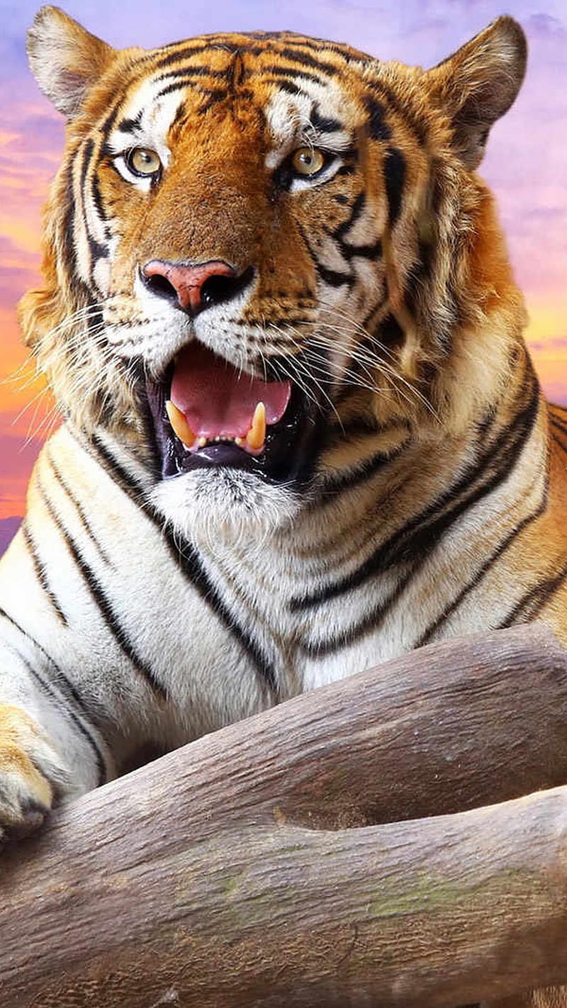 what a tiger, animal, teeth, wild, HD phone wallpaper