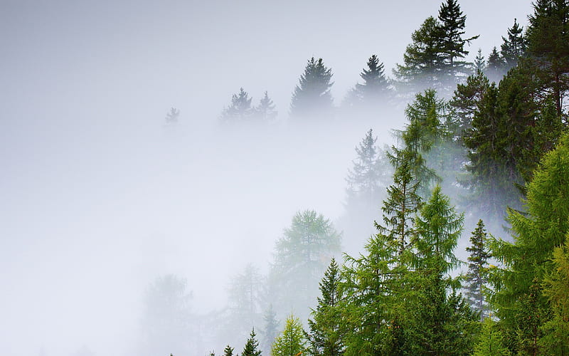 Conifer forest mist rainy day-2016 High Quality, HD wallpaper