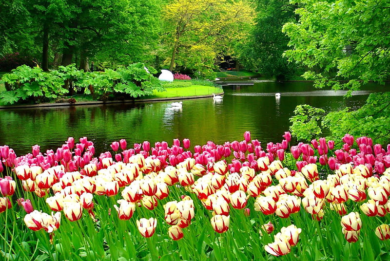 Lake flowers, pretty, shore, grass, bonito, nice, green, flowers, river, tulips, mirror, reflection, tranquility, forest, quiet, calmness, lovely, greenery, spring, park, trees, swans, lake, pond, water, serenity, summer, garden, nature, HD wallpaper