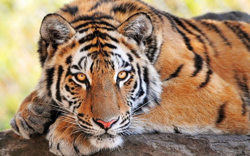 PENSIVE TIGER, wildlife, tigers, peaceful, cats, animals, HD wallpaper