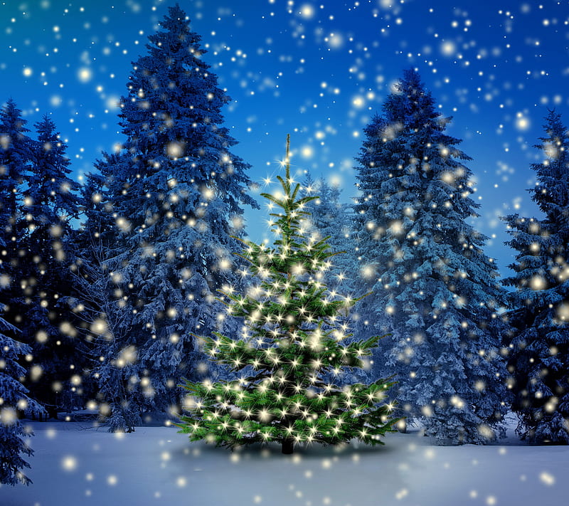 1920x1080px, 1080P free download | Winter Forest, fir, night, snow ...