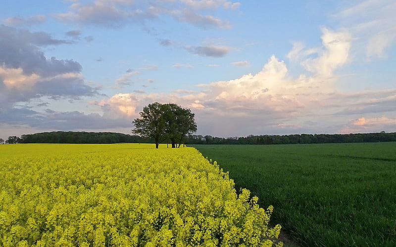 Rural Evening in Poland, Poland, nature, fields, trees, rapeseed, HD wallpaper