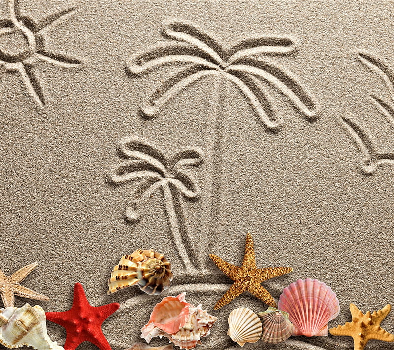 summer, seashells, HD wallpaper