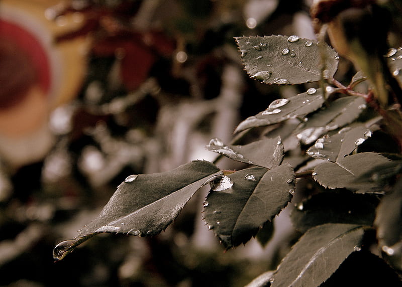 Wet Rose Leaves, fall, water, rose, droplets, flowers, drops, thanksgiving, HD wallpaper