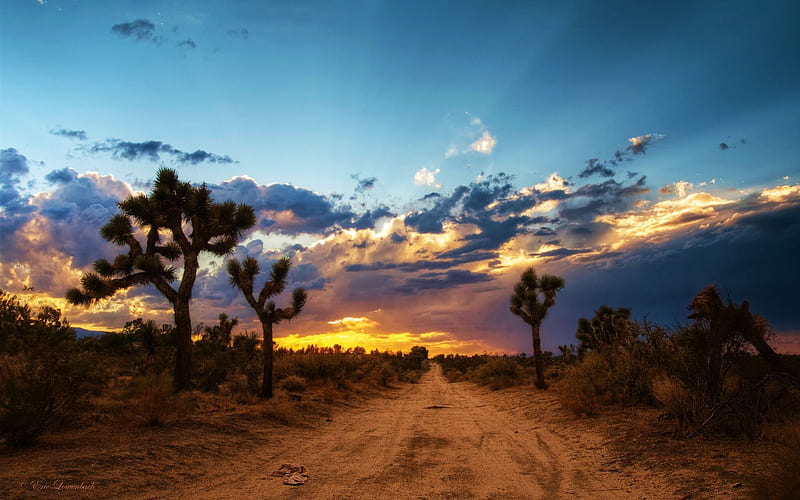 Mojave Desert, California, patzh, usa, sunset, trees, clouds, sky, HD wallpaper