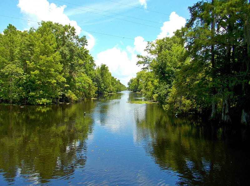 Swamp Louisiana, lakes, louisiana, nature, bonito, swamp, HD wallpaper ...