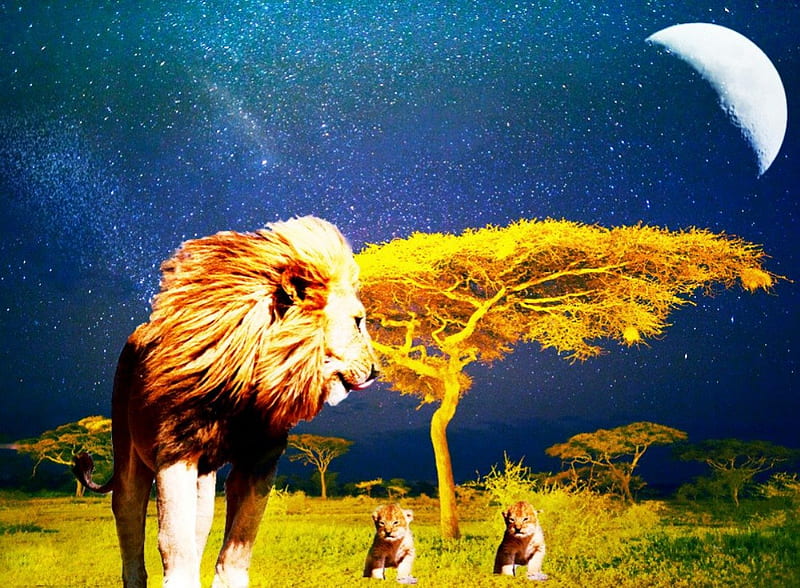Lion with his cubs, stars, forest, midnight, sky, moon, hunting, cubs, preditors, prey, lions, blue, HD wallpaper
