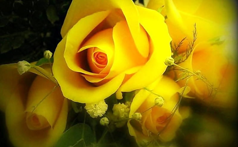 Yellow roses, amazing, lovely, bonito, roses, yeallow, HD wallpaper