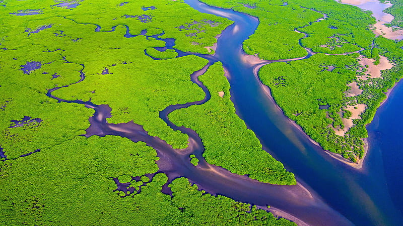 Amazon River Mangroves Aerial View Brazil Bing, HD wallpaper