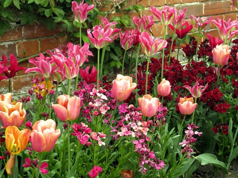 Spring Flowers, blossoms, garden, petals, wall, tulipa, HD wallpaper