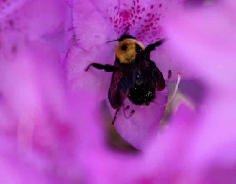 What's The Buzz?, bee, bees in a flower, buzz, pollinating bee, bee in a flower, bumblebee, HD wallpaper