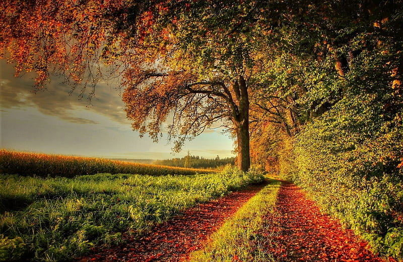 Autumn in the countryside, dirt road, countryside, tree, autumn, HD ...