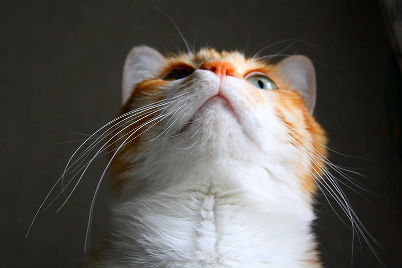 CAT, face, close up, looking up, HD wallpaper
