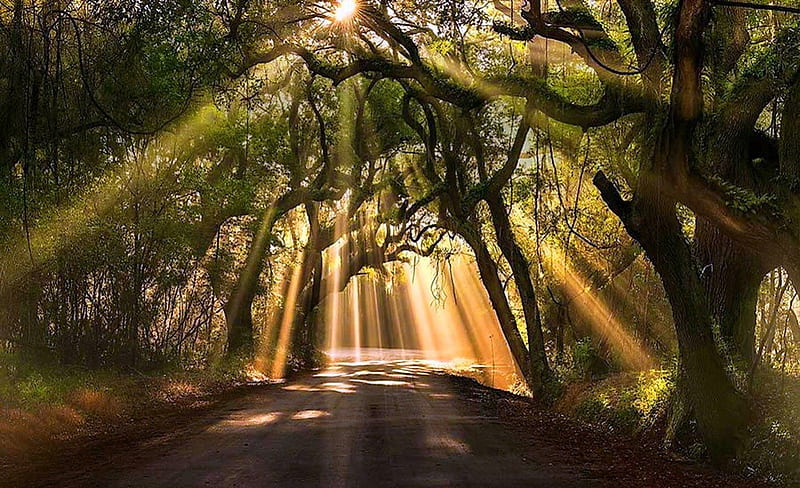 Shafts of sun, forest, sunshine, trees, rays, HD wallpaper