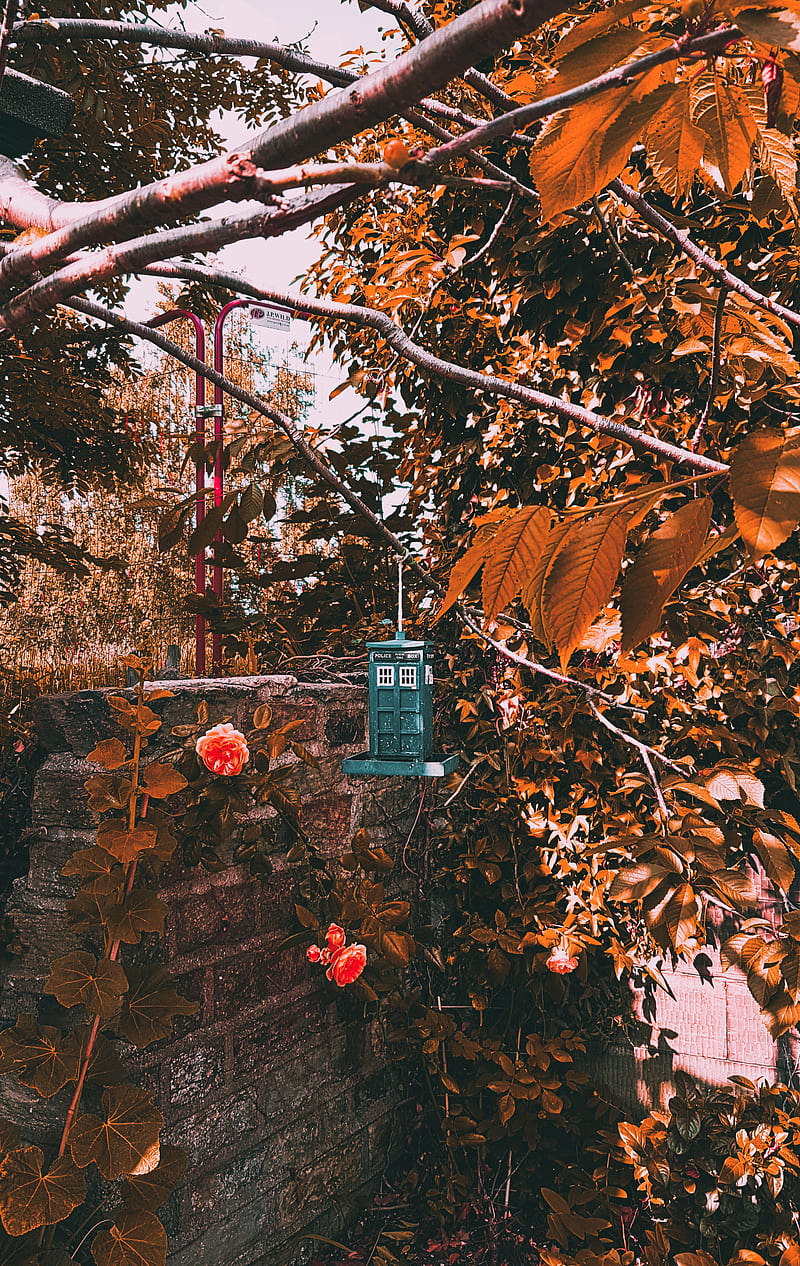 Tardis shrunk, abstract, bird feeder, doctor who, nature, outdoors, graphy, trees, HD phone wallpaper