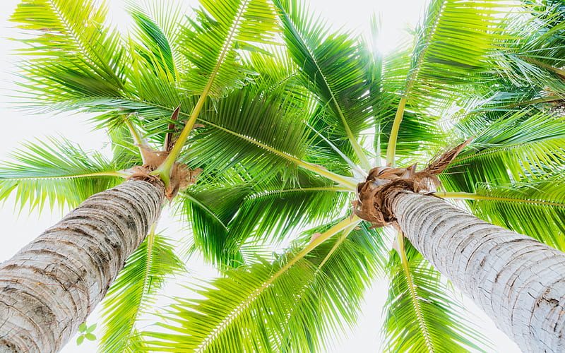large green palm leaves, bottom view, coconuts, palm trees, tropical islands, HD wallpaper