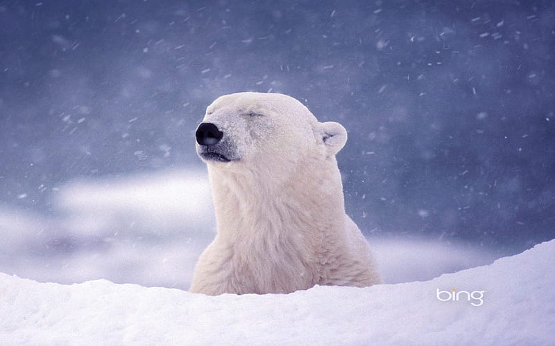 Polar Bear near Hudson Bay Churchill Manitoba Canada, near, Bear, Canada, Hudson, Polar, Bay, HD wallpaper